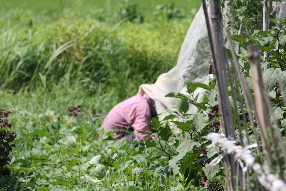 東海道本線高槻－島本　農家の人