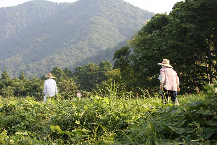 北陸本線新疋田－敦賀　農家の人たち